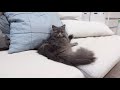 【突撃】ソファの隙間をこよなく愛する愛猫に突撃インタビューしてみた！