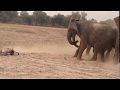 Elephants try to save Zebra foal from Lions