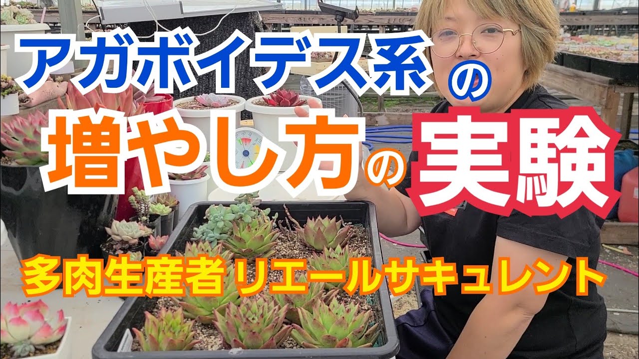 Succulents] Frequently asked questions❗ How to grow Agaveoides