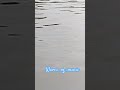 waves of music #shortvideos