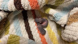 Saving Orphaned Baby Mice Part 2: Lunch Feeding
