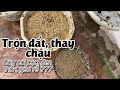 Cách trộn đất, thay chậu cứu cây hoa hồng bị đen thân, chậm lớn