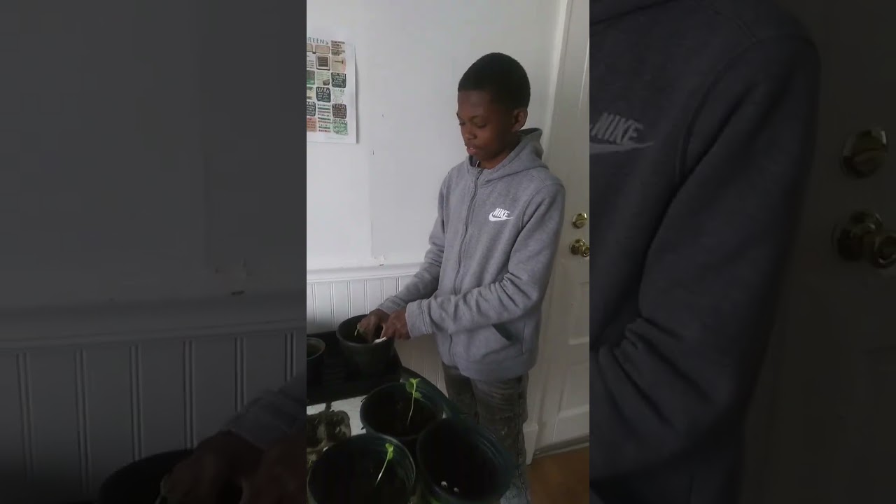 Planting Bodacious Tomatoes with the youth at the Climate Change Action Center