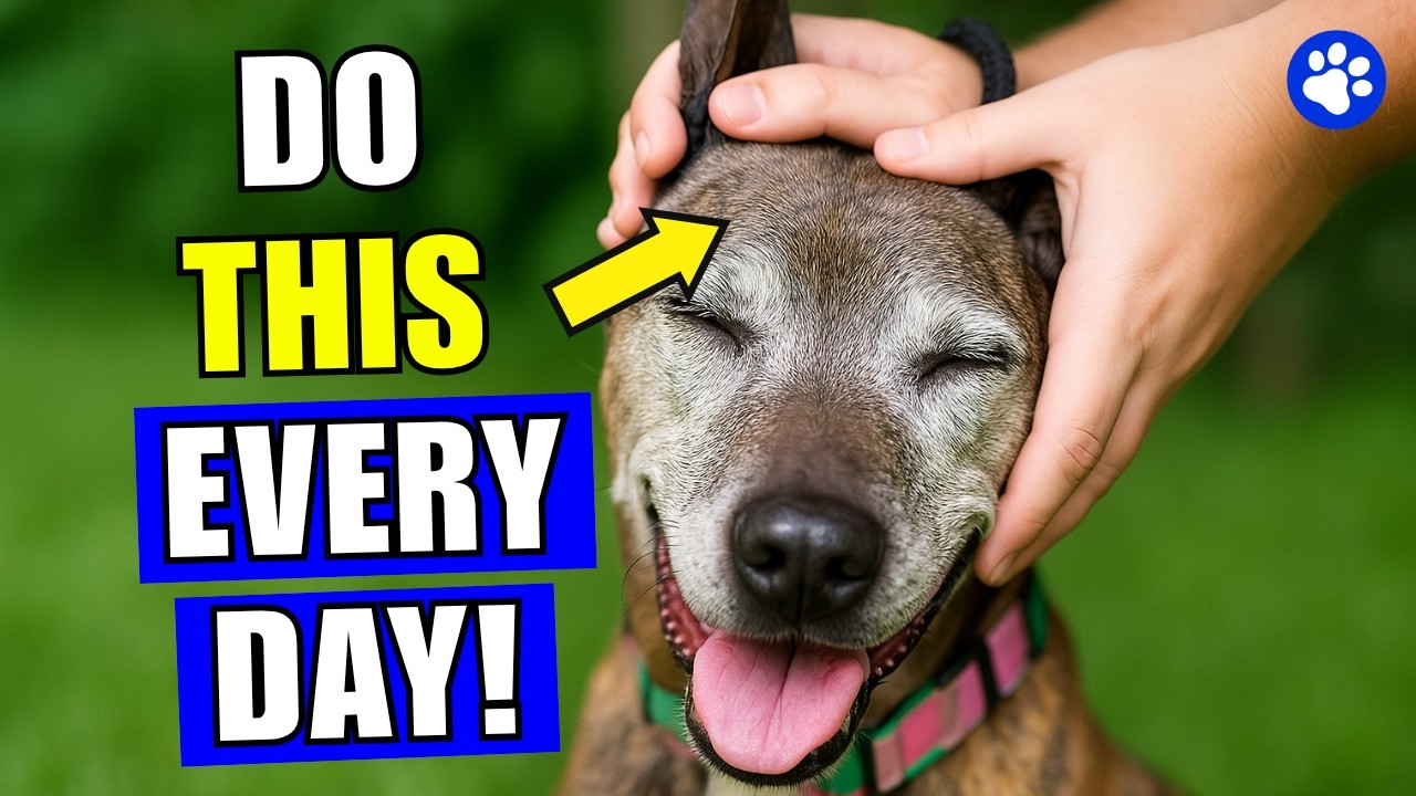 13 SECRETS That Will Make Your Dog LOVE YOU! - YouTube