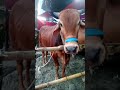 Cow hat #gorurhat