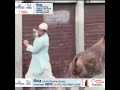 ছুটে গেছে কোরবানির গরু, ঢুঁশে আহত পথচারী