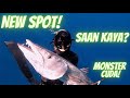 Dayo ulit! Mamaw Barracuda agad! Plus Maori Seapearch, Bluefin Trevally! Malupit na Spot!