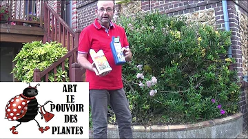 Quand Pulveriser du savon noir sur les plantes ?