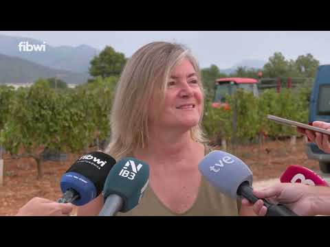 Los cellers de Vi de la Terra Mallorca recogen ya el 30% de la producción prevista en la verema 2025