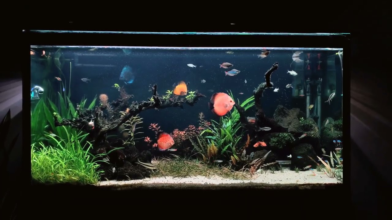 Discus Tank💚 with Neo Helios Xp1200 