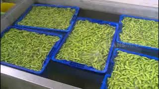 Wonderful Edamame From Jember | RAGAM INDONESIA (11/05/22)