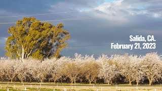 Witnessing a Magical Almond Blossom Wind Storm by TRUE FOOD TV 7,269 views 1 year ago 1 minute, 11 seconds