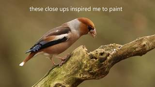 How A Haven of Hawfinches Inspired A Painting | My Wildlife Art | Robert E Fuller