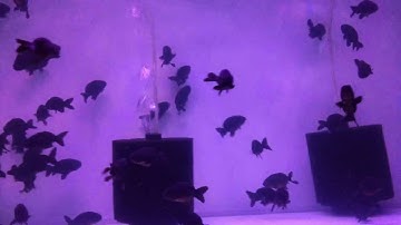 [Cá Cảnh Tuấn Phong] Black Ranchu Thailand