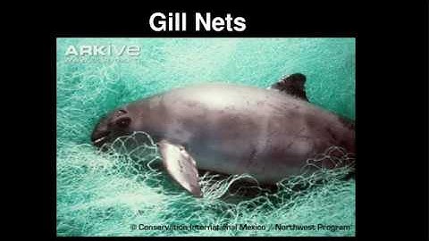 At the Edge of Extinction - Last Chance of Survival for Vaquita