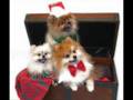 Dogs Barking Christmas Song Dogs Barking Christmas Song