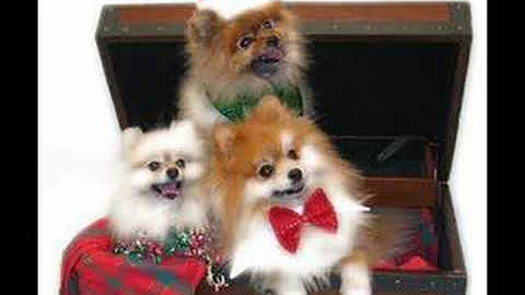 Dogs Barking Christmas Song