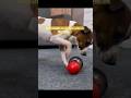 Must-Have Dog Toys &amp; Adjustable Slow Feeder Ball 🐾  Fun &amp; Healthy Feeding #bestdogtoys #shorts #dog