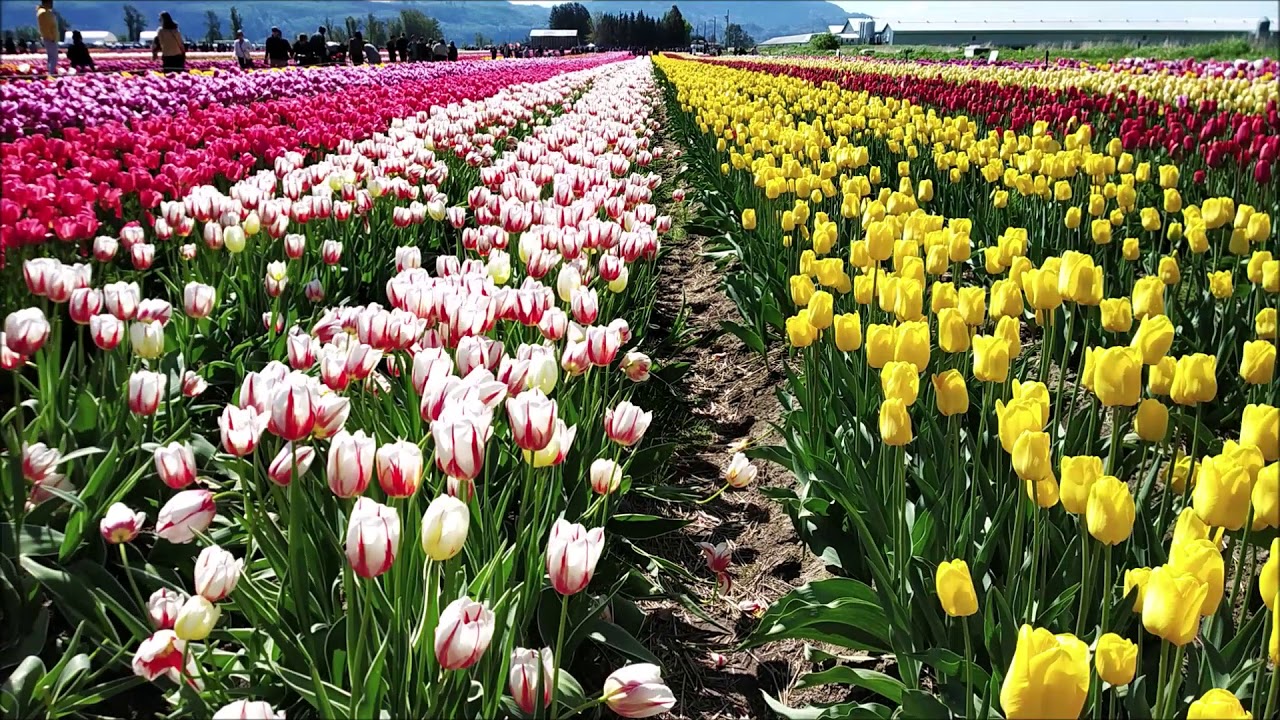 Tulip Festival (Bloom) in Abbotsford Near Vancouver, BC (British