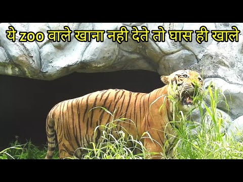 कौन कहता है कि शेर घास नही खाते ,दिल्ली के चिड़िया घर मे टाइगर घास खाते हुए
