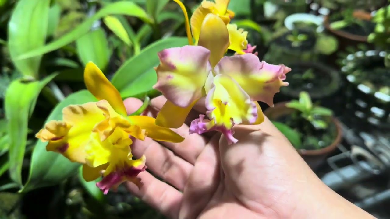 NGẮM HOA TRUNG THU MƯA 2025