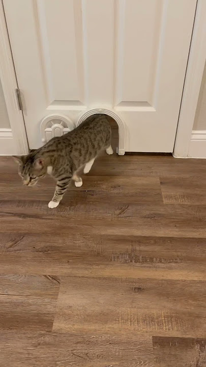 The perfect cat door. Shop this on my Amazon Finds List. #amazon #amazonfinds