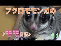 【フクモモ】フクロモモンガのモモちゃん初めてのYouTubeデビュー!