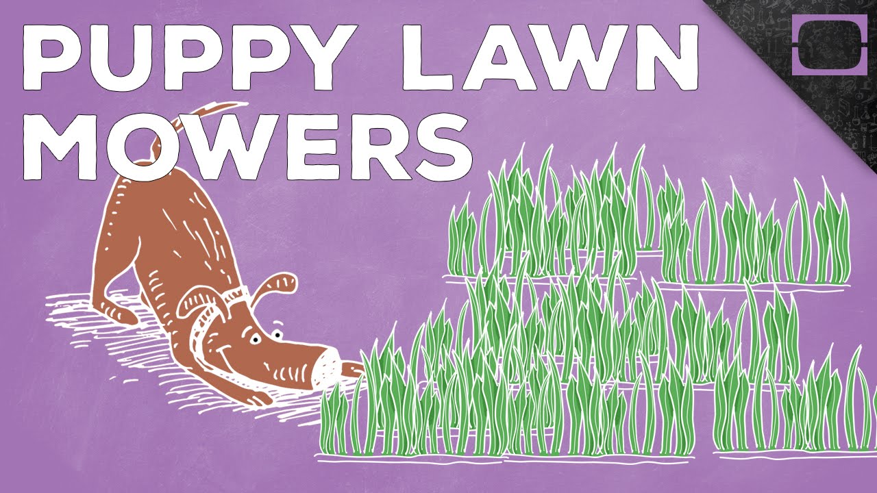 Why Do Dogs Eat Grass?