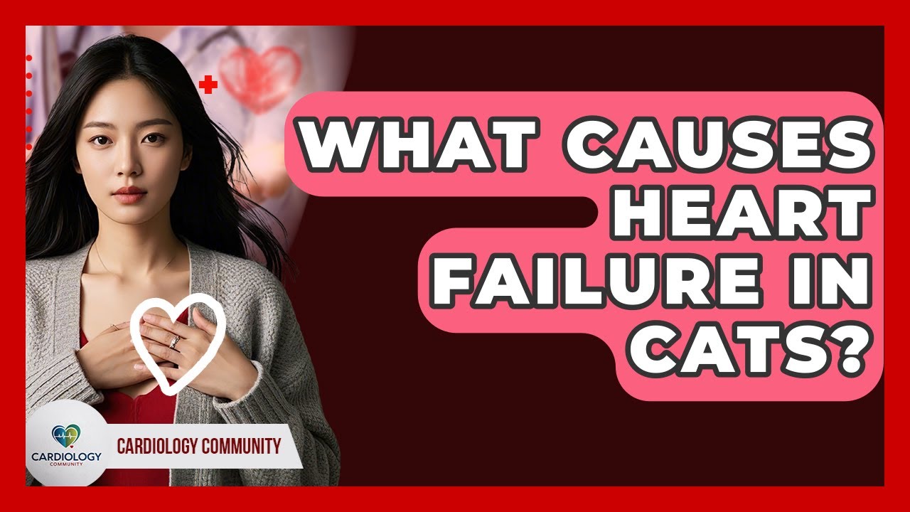 What Causes Heart Failure In Cats? - Cardiology Community