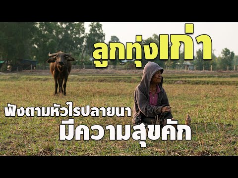 ลูกทุ่งเก่า-ฟังตามหัวไร่ปลายนา