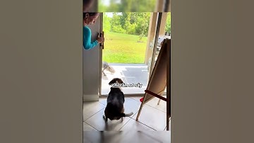 Cá sấu tới tận cửa nhà và cái kết không ai ngờ 😱