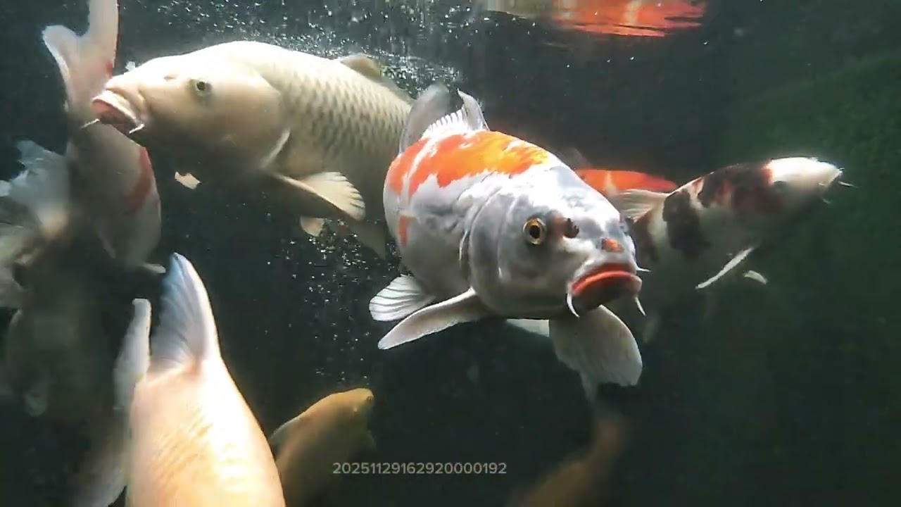 “Gak Nyangka, Cuma Lihat Koi Bisa Bikin Pikiran Langsung Plong!”