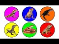 Pets: Iguana, Gecko, Corn Snake, Monitor Lizard, Crocodile Skink, Bearded Dragon