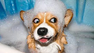 🤣 Compilation of the Funniest Moments of the Year 🐶🐱 Funny Dogs and Cats by Videos de Animales Graciosos 118,429 views 1 year ago 9 minutes, 34 seconds