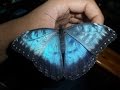 Blue Morpho butterfly (Morpho peleides)