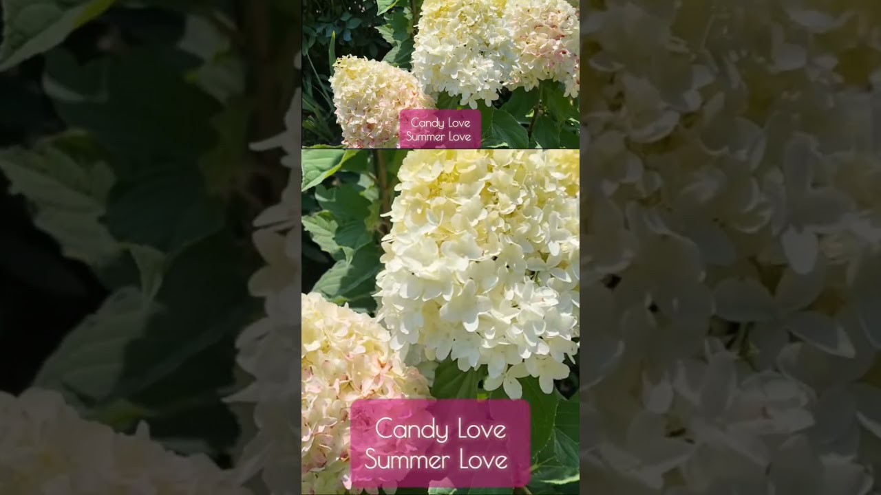 Гортензия метельчатая Кенди Лав / Саммер Лав / Hydrangea