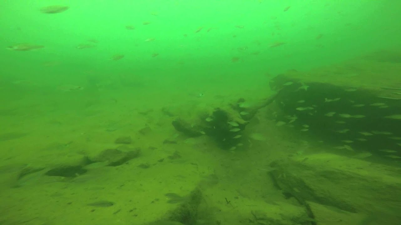 Spear Fishing Greers Ferry Lake Arkansas near the dam YouTube