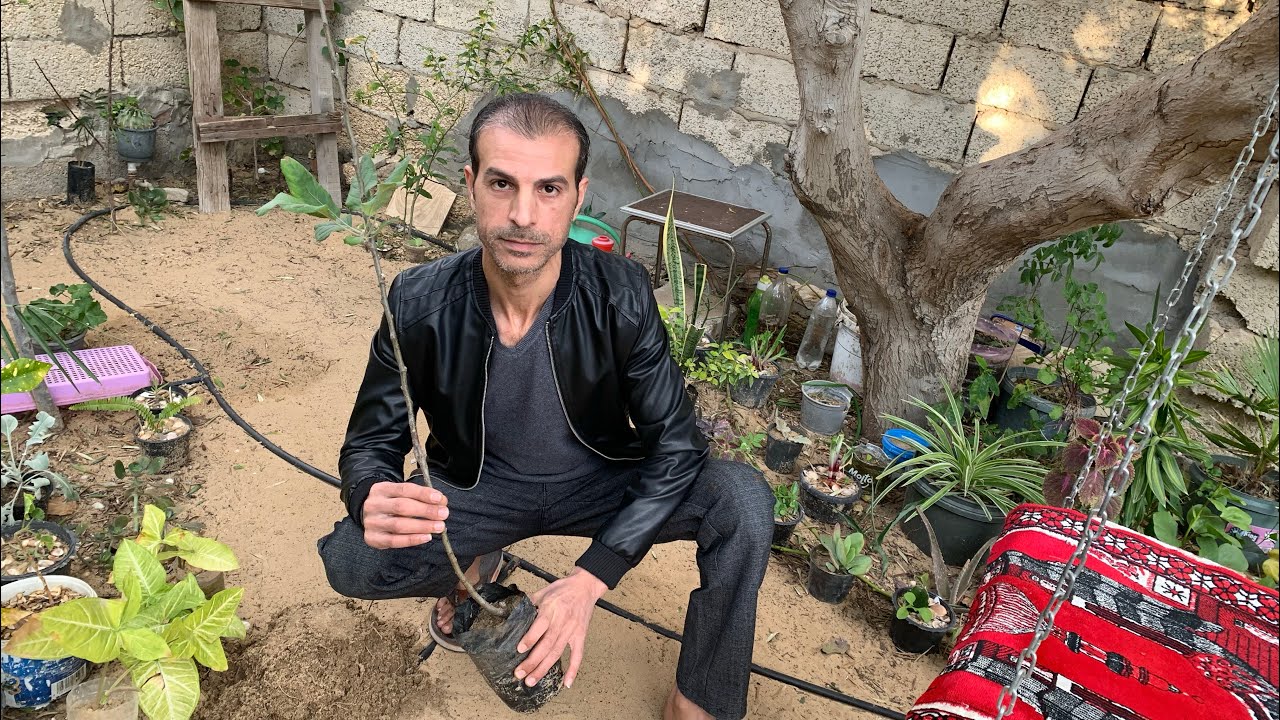 غرس شجرة التفاح وكافة المعلومات عن العناية بأشجار التفاح وزراعته من البذور والعقل 🍏