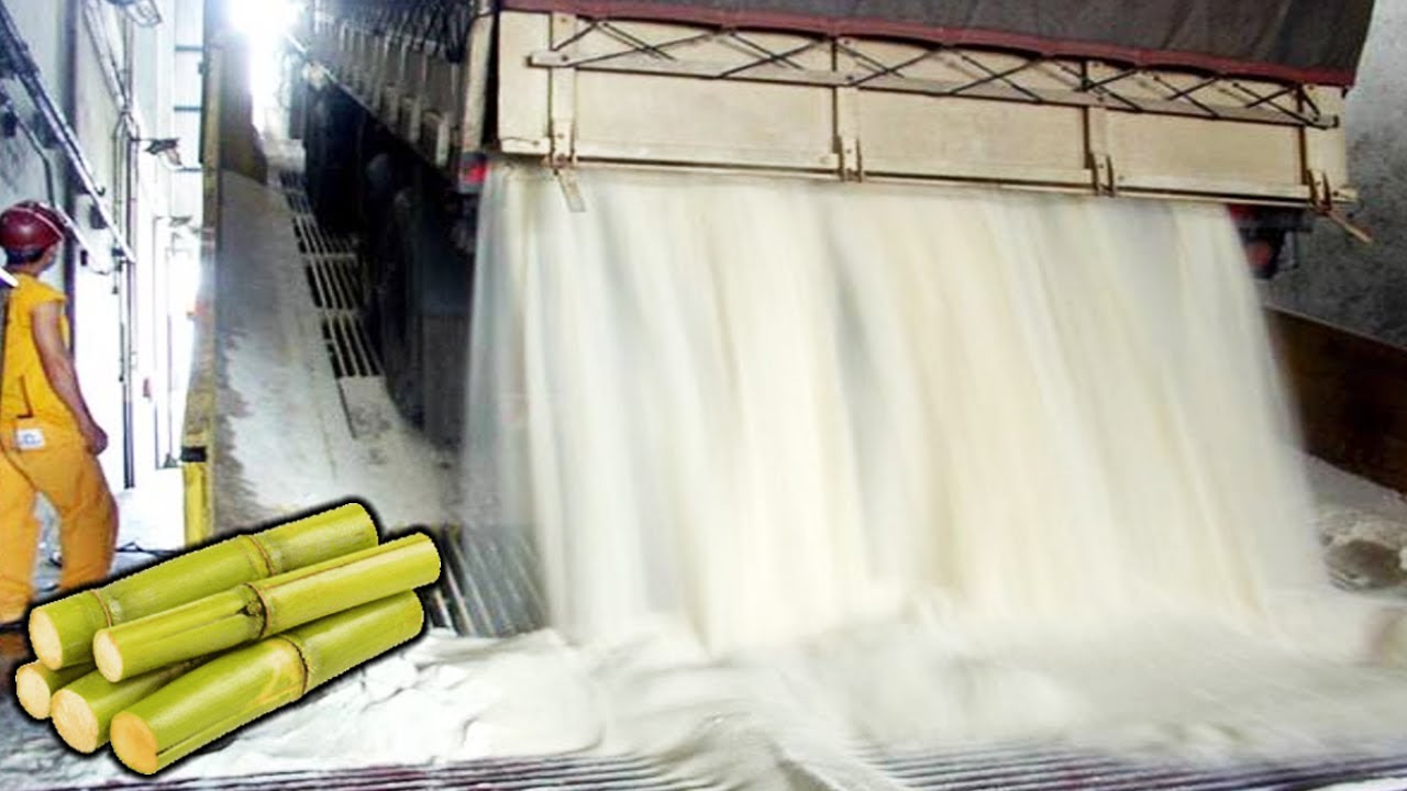 COMO se HACE el AZÚCAR de la caña de azúcar | Como se COSECHA el AZÚCAR de caña