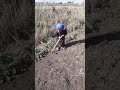 الفلاح المراهق 