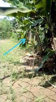 nampak jelas, penampakan pocong di kebun pisang saat....