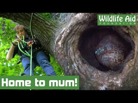 Wideo: Pet Scoop: U.K. Shelter Daje kocięta Royal Baby Names, Owlets uratowane od Wildfire