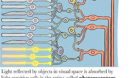 Visual Receptive Fields