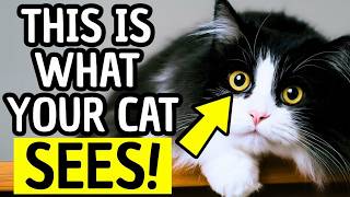 How Cats Really See Humans — Jaw-Dropping Secrets Every Pet Parent Must Know