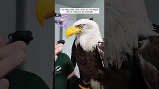 Kind-hearted people rescued a bald eagle #shorts