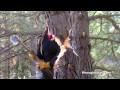 Beginning of video