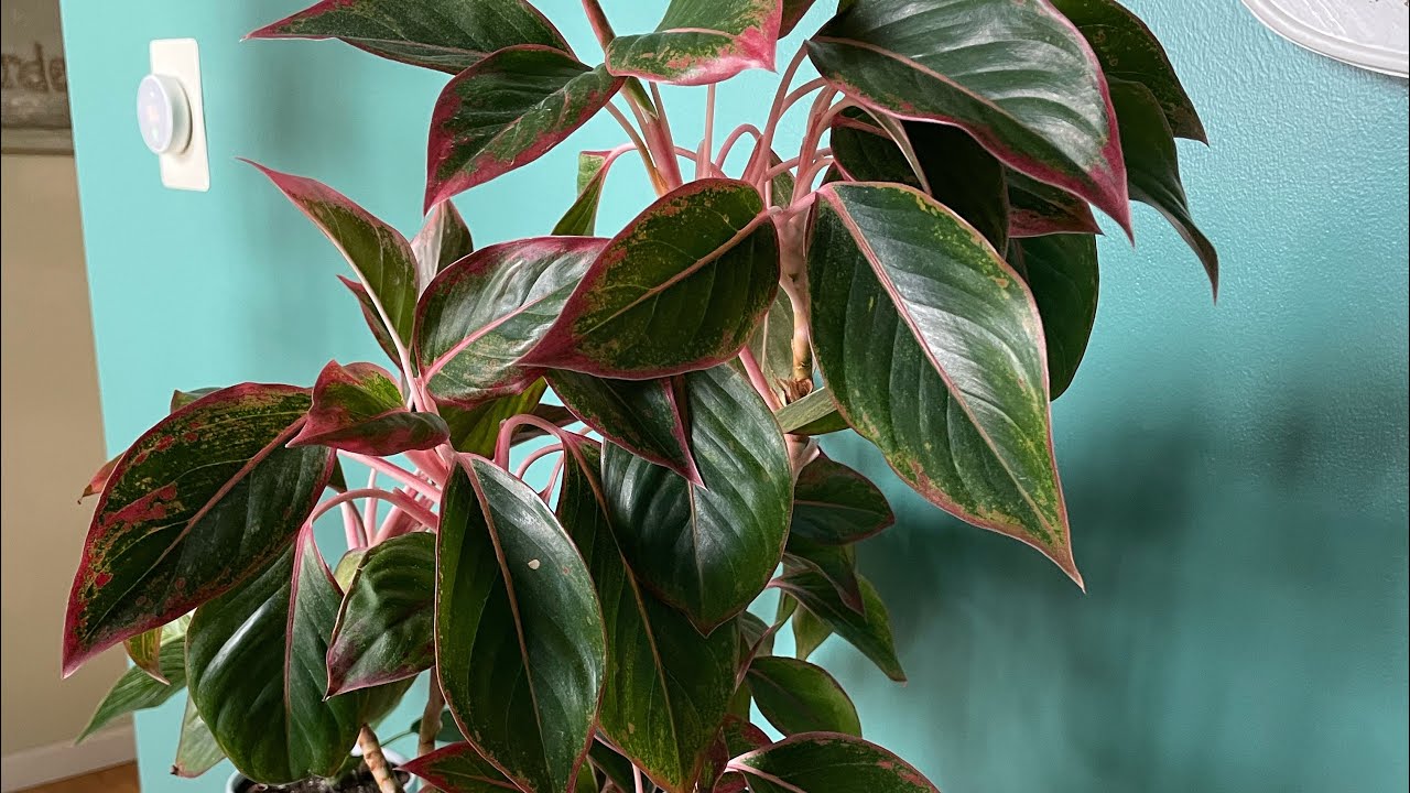 Repotting and caring for Aglaonema Siam.  Houseplant care.  Chinese Evergreen plants.