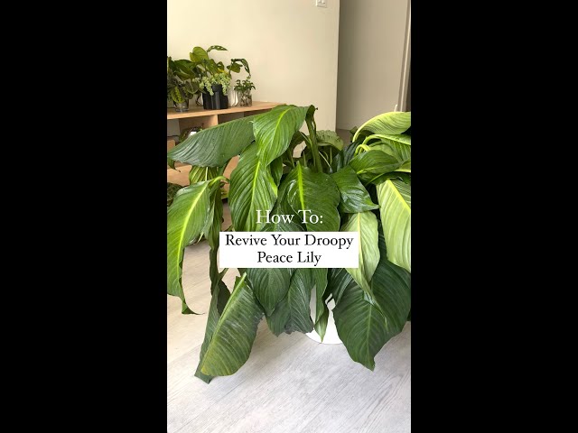 How To: Revive Your Peace Lily's Droopy Leaves