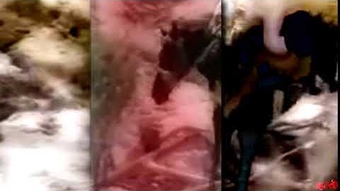 Rasputin  MEP Part 12 ll Animash & Multifandom ll Happy Hallow