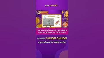 Bạn Có Biết Vì Sao Chuồn Chuồn Chấm Đuôi Xuống Nước | Cùng Con Khám Phá #shorts #suthatthuvi